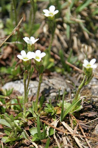 Saxifraga androsacea