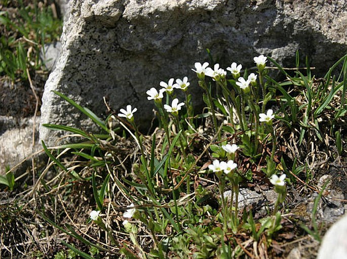 Saxifraga androsacea