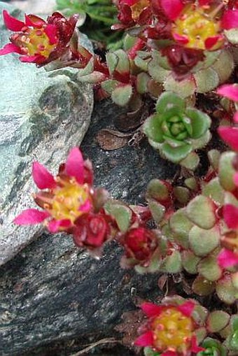 Saxifraga biflora