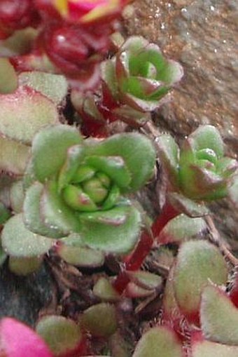 Saxifraga biflora