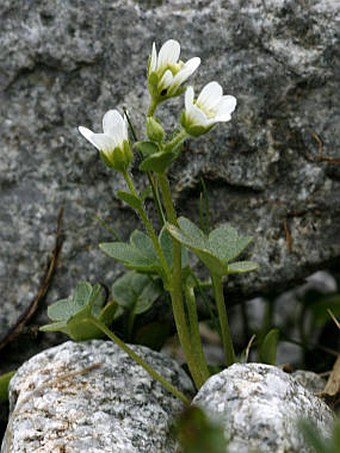 Saxifraga carpatica