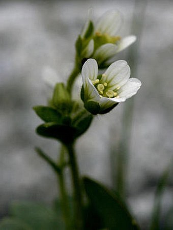 Saxifraga carpatica