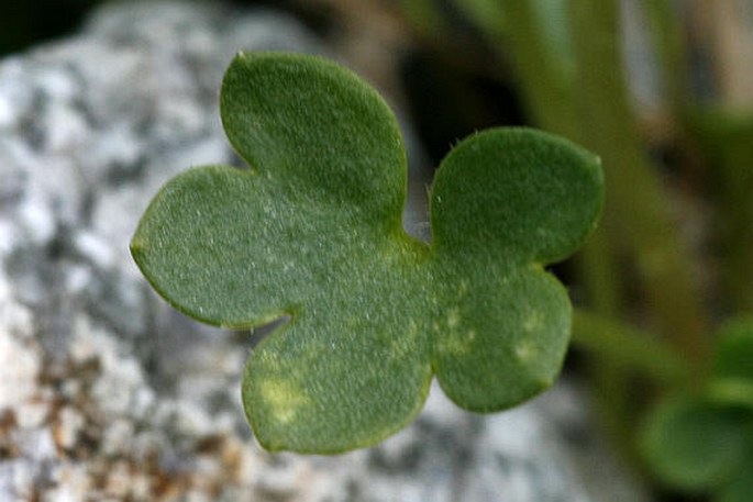 Saxifraga carpatica