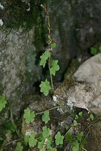 Saxifraga cernua