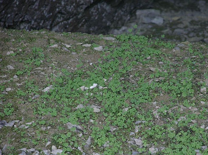 Saxifraga cernua