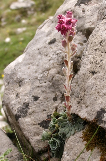 Saxifraga federici-augusti