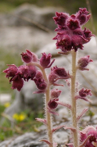 Saxifraga federici-augusti