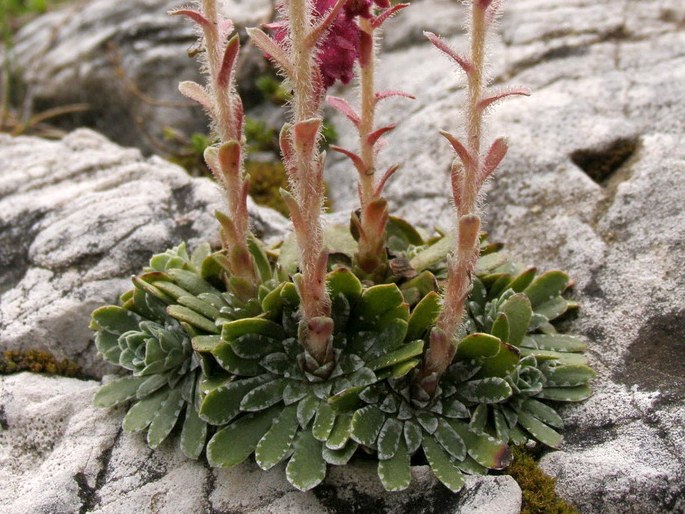 Saxifraga federici-augusti