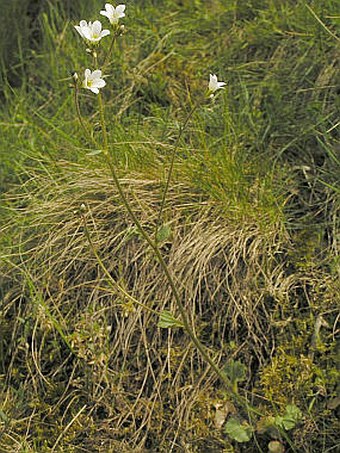 Saxifraga granulata