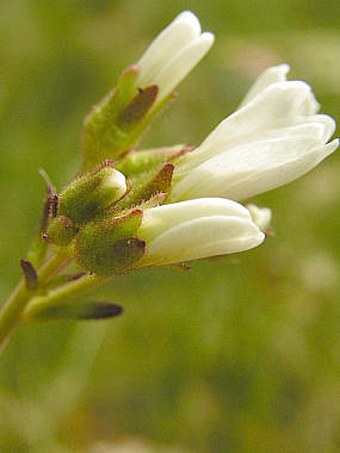 Saxifraga granulata