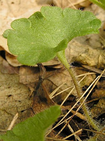 Saxifraga granulata