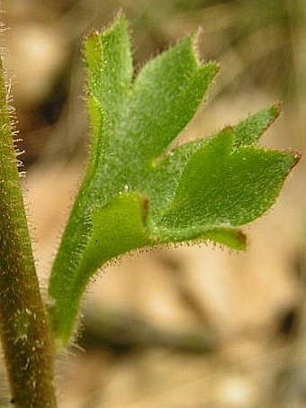 Saxifraga granulata