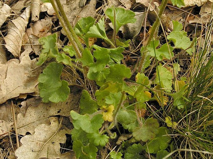 Saxifraga granulata