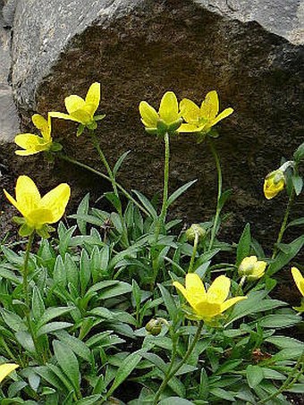 Saxifraga hirculus