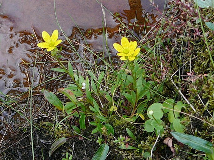 Saxifraga hirculus