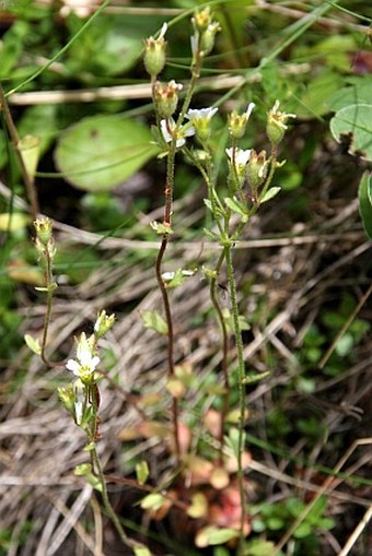 Saxifraga adscendens