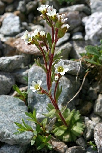 Saxifraga adscendens