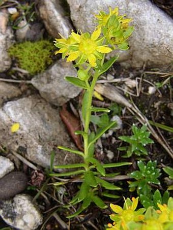 Saxifraga aizoides