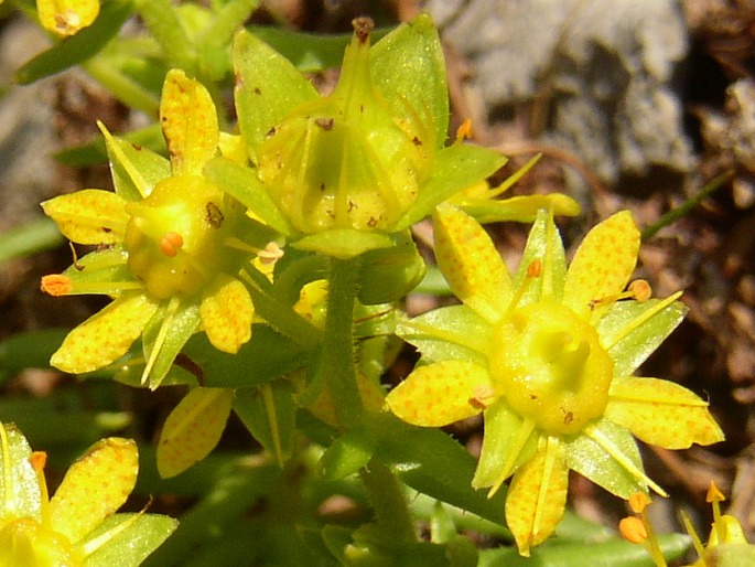 Saxifraga aizoides