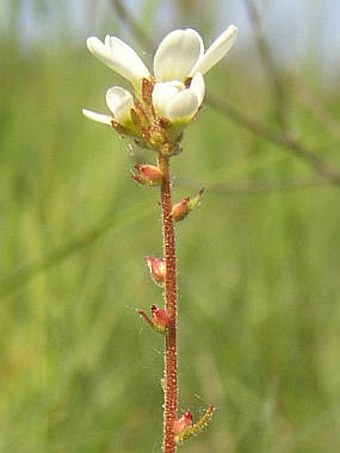 Saxifraga bulbifera