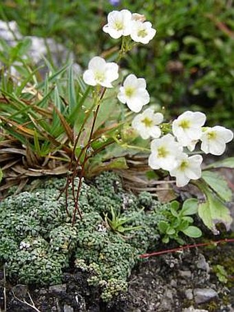 Saxifraga caesia