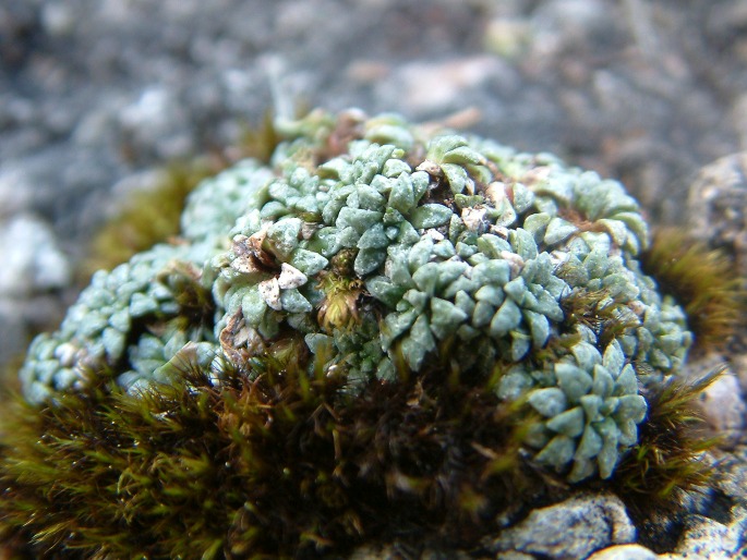 Saxifraga caesia