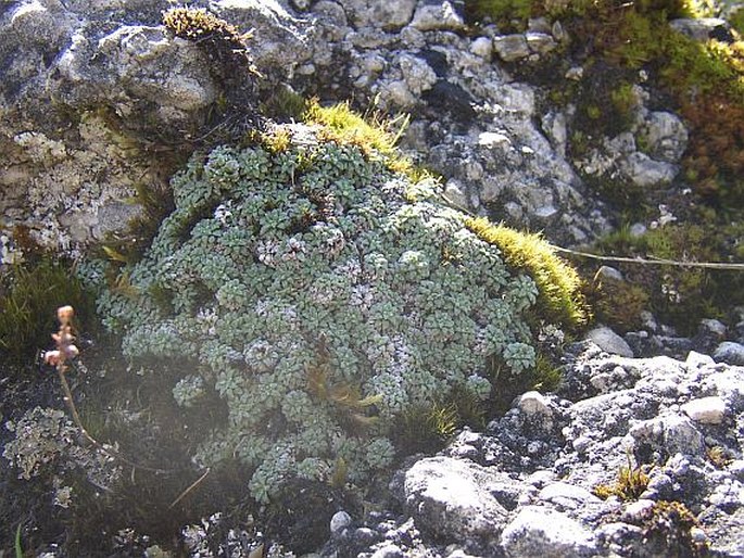 Saxifraga caesia