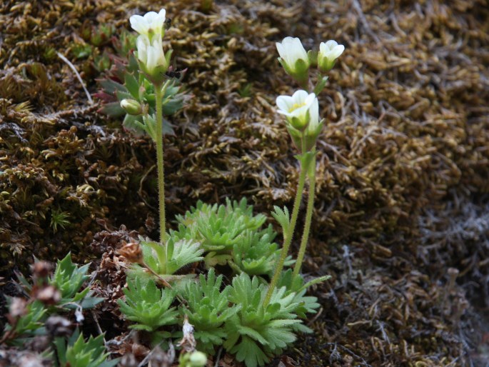 Saxifraga cespitosa