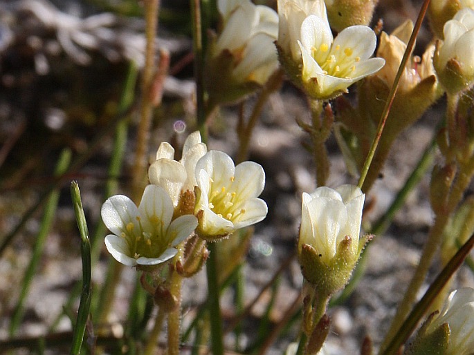 Saxifraga cespitosa