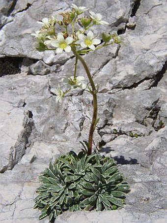 Saxifraga crustata