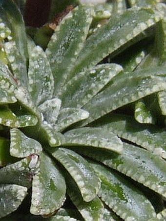 Saxifraga crustata