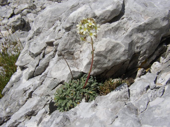 Saxifraga crustata