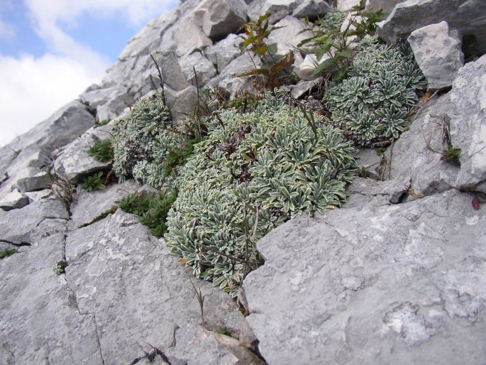 Saxifraga crustata