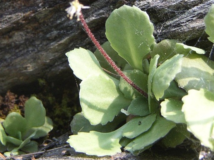 Saxifraga cuneifolia