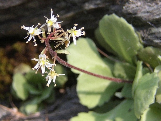 Saxifraga cuneifolia