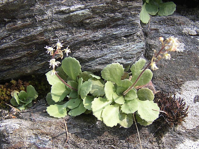 SAXIFRAGA CUNEIFOLIA L. – lomikámen klínolistý / lomikameň