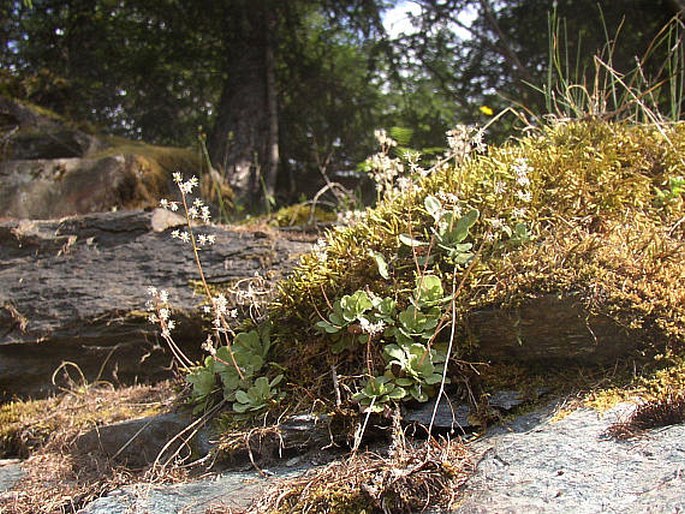 Saxifraga cuneifolia