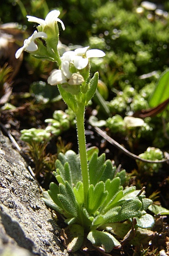 Saxifraga depressa