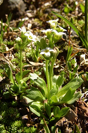 Saxifraga depressa