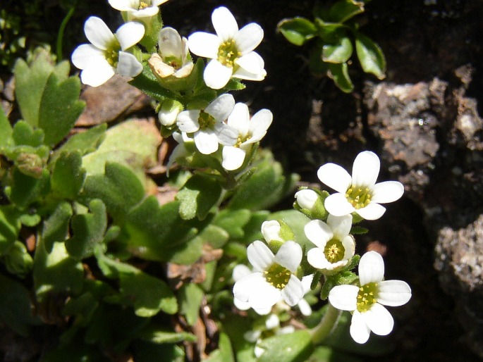 Saxifraga depressa