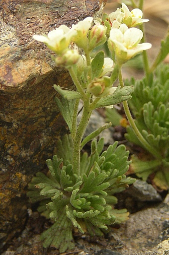 Saxifraga exarata