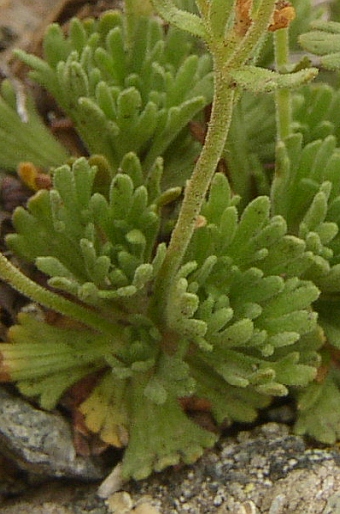 Saxifraga exarata