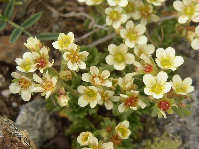 Saxifraga exarata