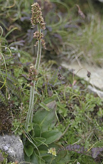 Saxifraga hieraciifolia