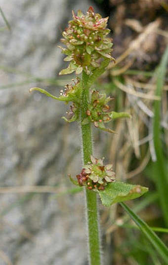 Saxifraga hieraciifolia