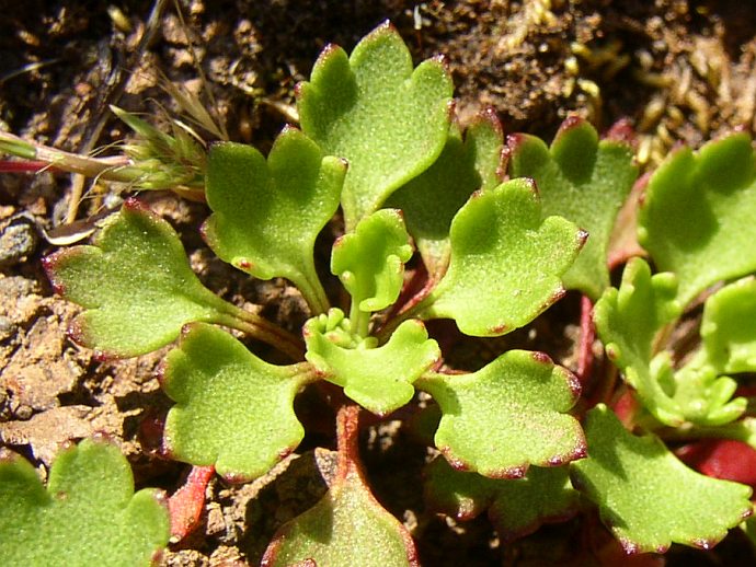 Saxifraga maderensis var. pickeringii