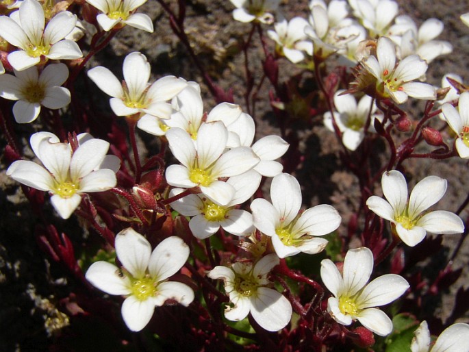 Saxifraga maderensis