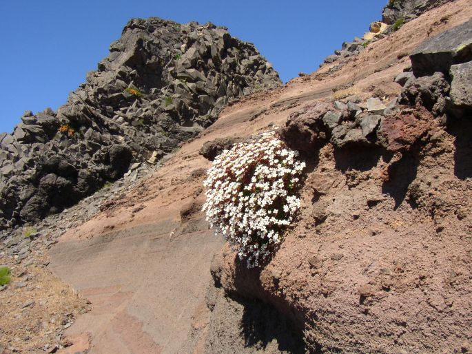 Saxifraga maderensis