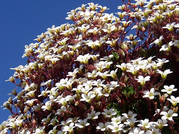 Saxifraga maderensis