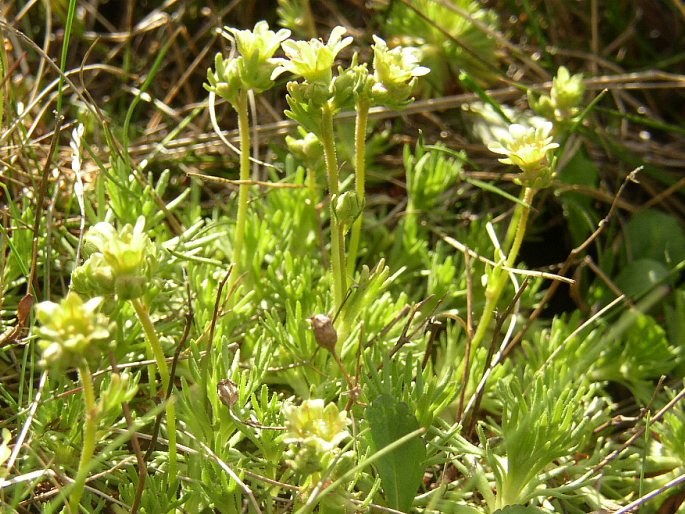 Saxifraga moschata subsp. dominii